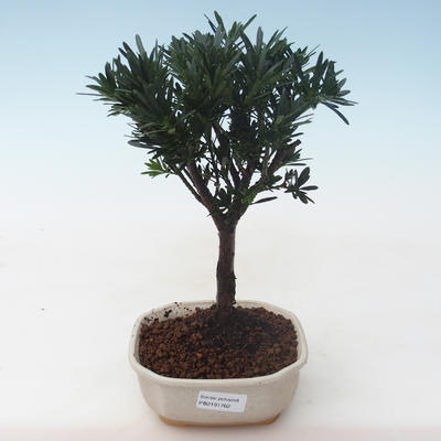 Kryty bonsai - Podocarpus - Cis kamienny PB2191762 - 1