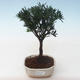 Kryty bonsai - Podocarpus - Cis kamienny PB2191762 - 1/4