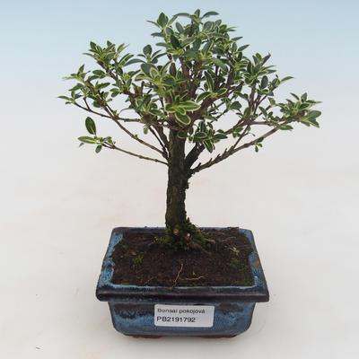 Kryty bonsai - Serissa foetida Variegata - Drzewo Tysiąca Gwiazd PB2191792 - 1