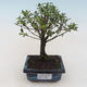 Kryty bonsai - Serissa foetida Variegata - Drzewo Tysiąca Gwiazd PB2191792 - 1/2
