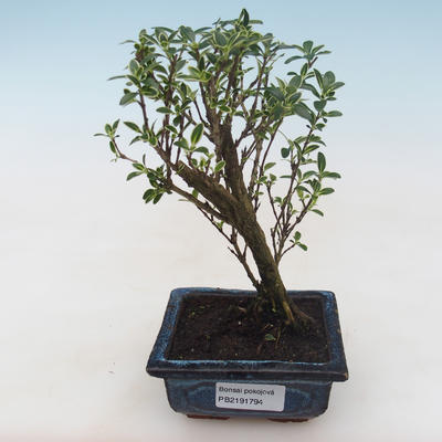 Kryty bonsai - Serissa foetida Variegata - Drzewo Tysiąca Gwiazd PB2191794 - 1