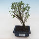 Kryty bonsai - Serissa foetida Variegata - Drzewo Tysiąca Gwiazd PB2191794 - 1/2