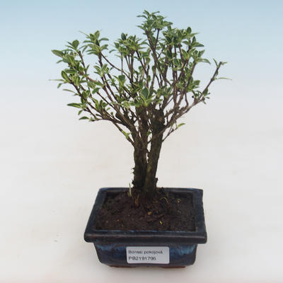 Kryty bonsai - Serissa foetida Variegata - Drzewo Tysiąca Gwiazd PB2191795 - 1