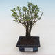Kryty bonsai - Serissa foetida Variegata - Drzewo Tysiąca Gwiazd PB2191795 - 1/2