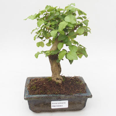 Kryty bonsai -Ligustrum chinensis - Privet PB2191841 - 1