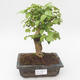 Kryty bonsai -Ligustrum chinensis - Privet PB2191841 - 1/3