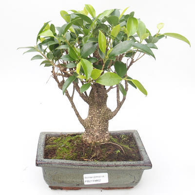 Kryty bonsai - Ficus retusa - ficus mały liść PB2191862 - 1