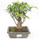 Kryty bonsai - Ficus retusa - ficus mały liść PB2191862 - 1/2
