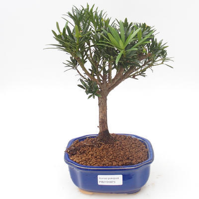 Kryty bonsai - Podocarpus - Cis kamienny PB2191873 - 1