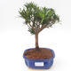 Kryty bonsai - Podocarpus - Cis kamienny PB2191873 - 1/4