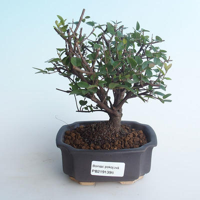 Kryty bonsai - Sagerécie thea - Sagerécie thea 414-PB2191398 - 1