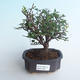 Kryty bonsai - Sagerécie thea - Sagerécie thea 414-PB2191398 - 1/4