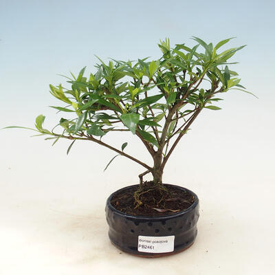 Bonsai do wnętrz - Gardenia jasminoides-Gardenia - 1