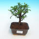 Room bonsai - Zantoxylum piperitum - pieprz - 1/4