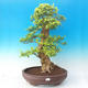 bonsai Room - Duranta erecta Aurea - 1/7