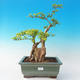 bonsai Room - Duranta erecta Aurea - 1/7