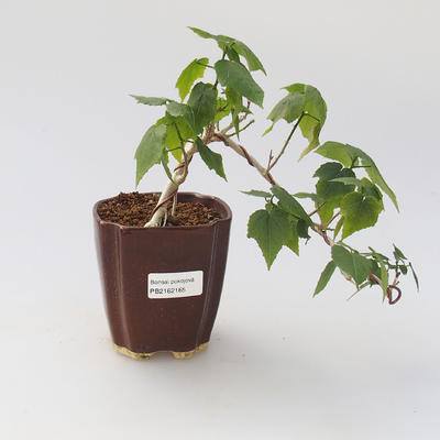 Room bonsai - Hibiscus - hibiskus o małych kwiatach