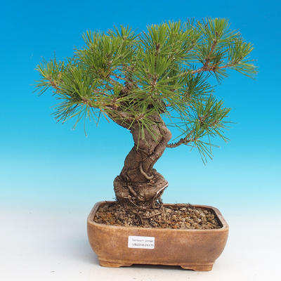 Pinus thunbergii - Sosna thunbergova - 1
