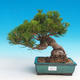 Pinus thunbergii - Sosna thunbergova - 1/3