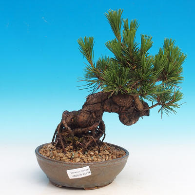 Pinus thunbergii - Sosna thunbergova - 1