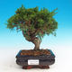 Outdoor bonsai - Juniperus chinensis Itoigava - chiński jałowiec - 1/3