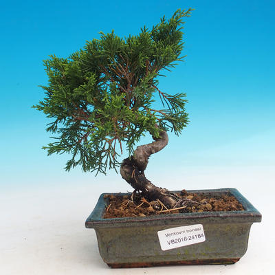 Outdoor bonsai - Juniperus chinensis Itoigava - chiński jałowiec - 1