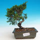 Outdoor bonsai - Juniperus chinensis Itoigava - chiński jałowiec - 1/3
