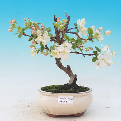 Bonsai na świeżym powietrzu - Malus halliana - Malpopled apple tree - 1