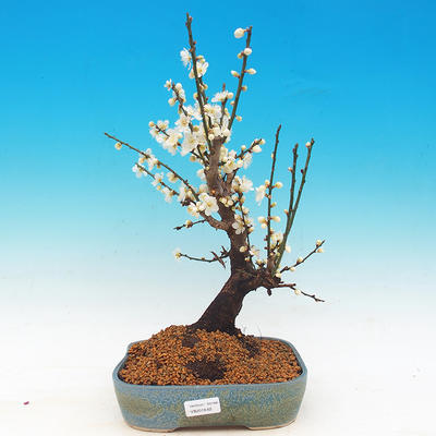 Outdoor bonsai - japońska morela - Prunus Mume - 1