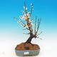 Outdoor bonsai - japońska morela - Prunus Mume - 1/2