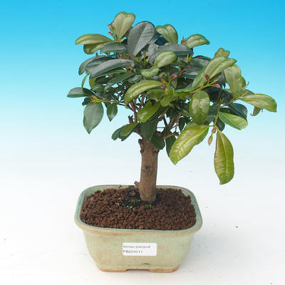 Pokój bonsai - Eugenia unoflora - australijska wiśnia - 1