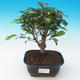 Pokój bonsai - Eugenia unoflora - australijska wiśnia - 1/2
