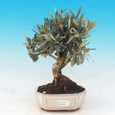 bonsai Room - Olea europaea - Europejska Oliva - 1