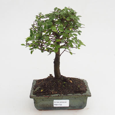 Room bonsai-Ulmus Parvifolia-Malolist wiąz