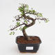 bonsai Room - Ulmus parvifolia - Malolistý wiąz - 1/3