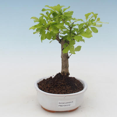 Kryty bonsai - Duranta erecta Aurea PB2191512 - 1