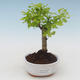Kryty bonsai - Duranta erecta Aurea PB2191512 - 1/3