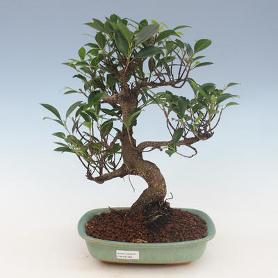 bonsai pokój - Ficus retusa - ficus malolistý 2191462 - 1