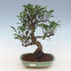 bonsai pokój - Ficus retusa - ficus malolistý 2191462 - 1/2