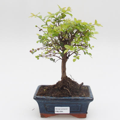 Pokój bonsai - Sagetie thea - Sagetie thea - 1