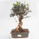 bonsai Room - Olea europaea sylvestris -Oliva Europejski drobnolistá - 1/5
