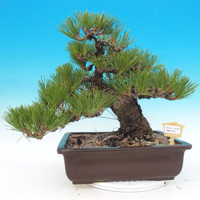 Outdoor bonsai - Pinus thunbergii - Sosna Thunbergova - 1