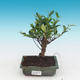 Pokój bonsai - Ficus retusa - ficus malolistý - 1/2