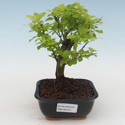 Kryty bonsai - Duranta erecta Aurea PB2191515 - 1