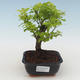 Kryty bonsai - Duranta erecta Aurea PB2191515 - 1/3