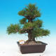 Outdoor bonsai - Pinus thunbergii - Sosna Thunbergova - 1/5