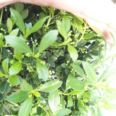 Kryty bonsai - Ilex crenata - Holly PB220559 - 1