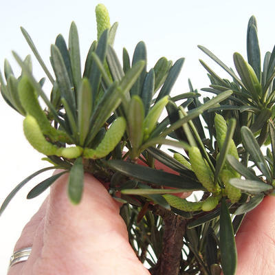 Kryty bonsai - Podocarpus - Cis kamienny PB220592 - 1