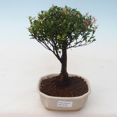 Kryty bonsai - Syzygium - Pimentovník PB2191765 - 1