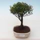 Kryty bonsai - Syzygium - Pimentovník PB2191765 - 1/3